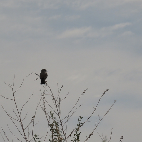 Western Kingbird