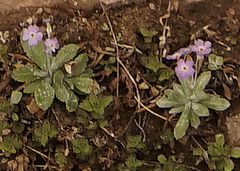 Primula specuicola