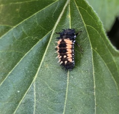 Harmonia axyridis