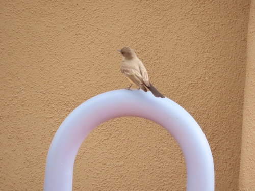 Say's Phoebe