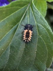 Harmonia axyridis