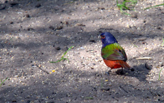 Passerina ciris image