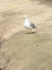 Larus