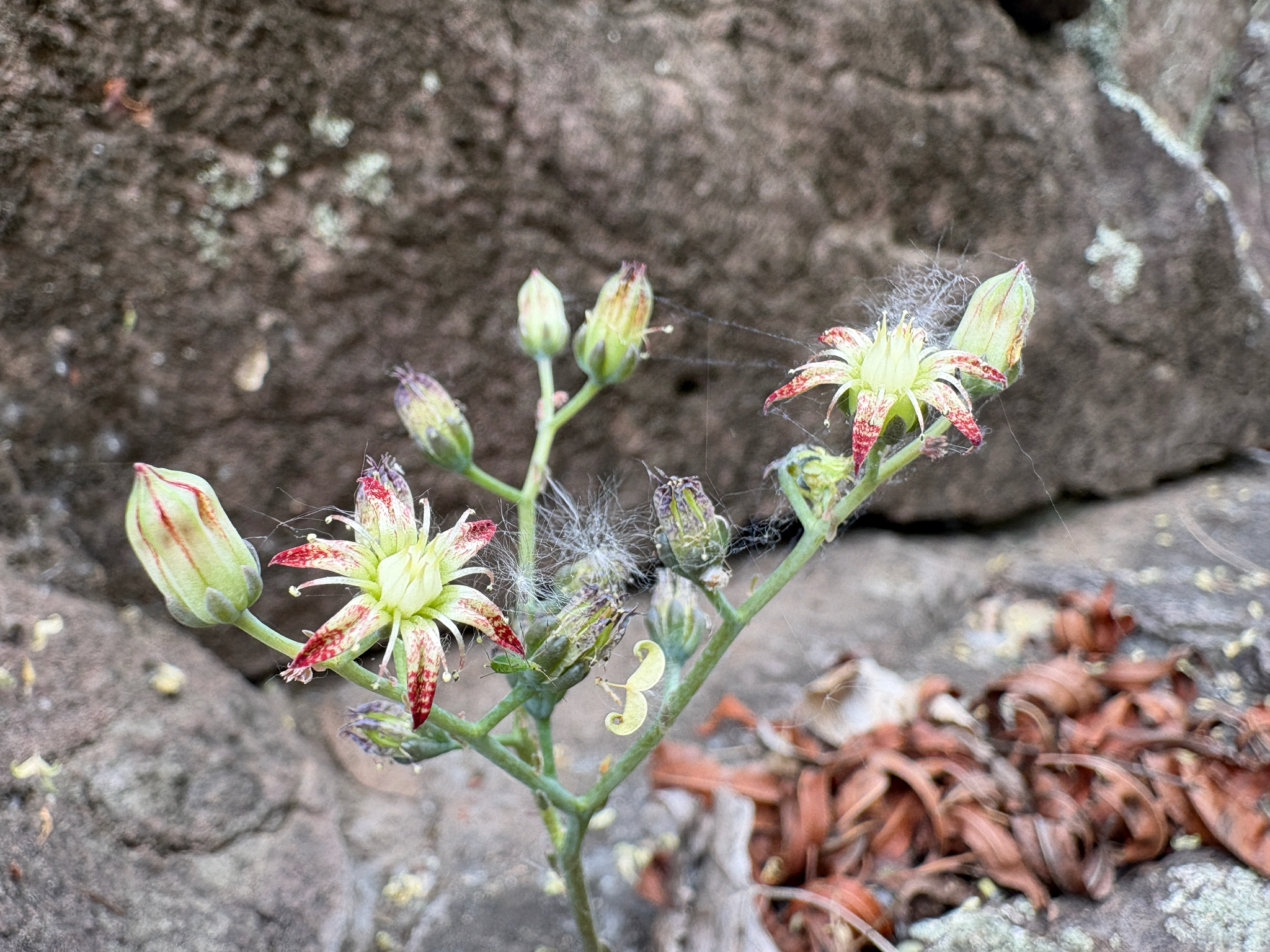 Imagem de Graptopetalum rusbyi