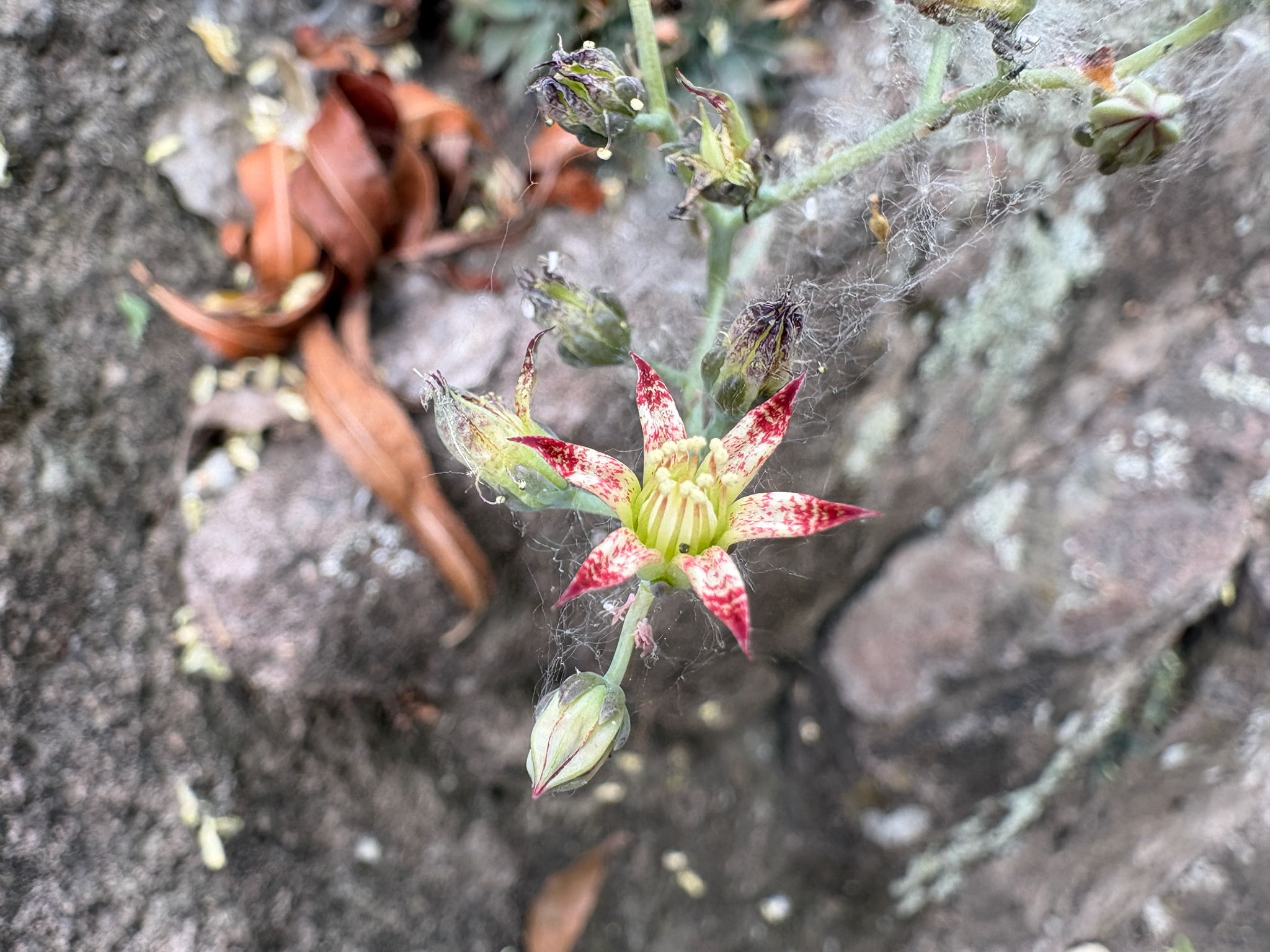 Imagem de Graptopetalum rusbyi