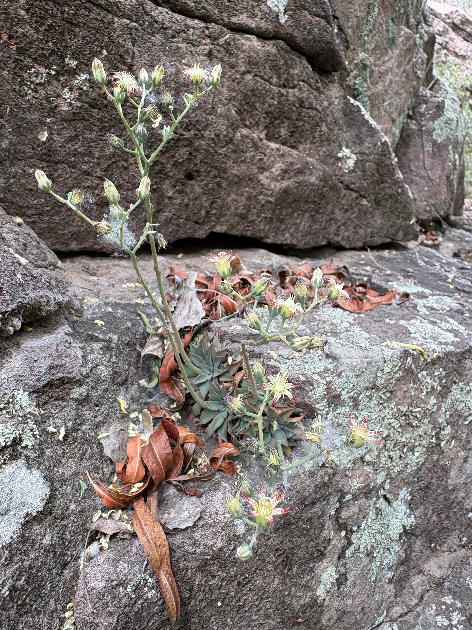 Imagem de Graptopetalum rusbyi