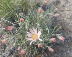 Townsendia florifera