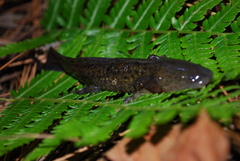Ambystoma flavipiperatum