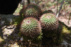 Mammillaria scrippsiana