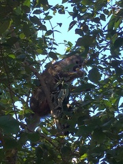 Saimiri sciureus
