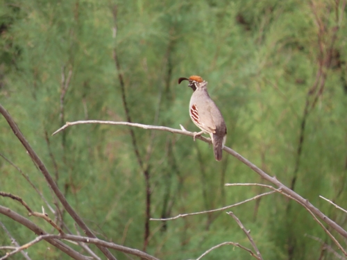 Gambel's Quail