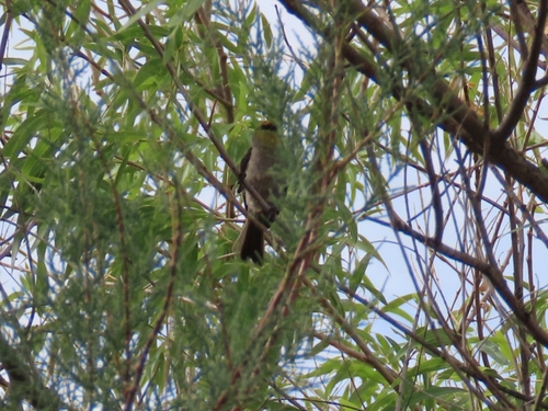 Verdin