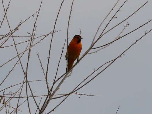 Bullock's Oriole