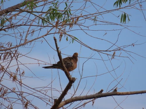 Mourning Dove