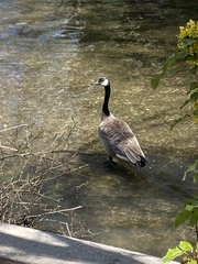 Branta canadensis