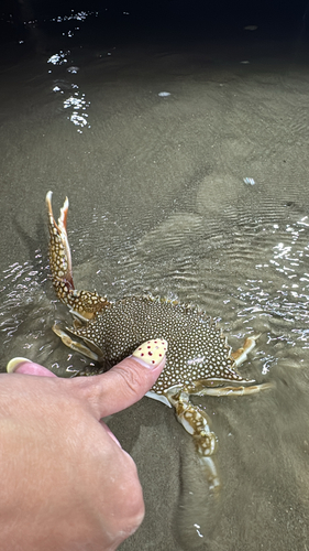 Speckled Swimming Crab
