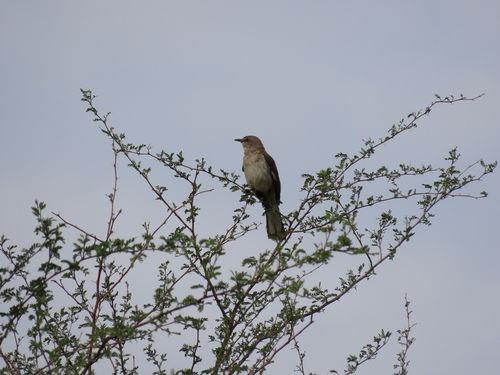 Northern Mockingbird