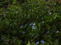 Memoremea scorpioides