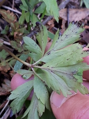 Synchytrium anemones
