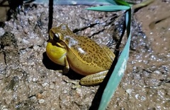 Boana prasina