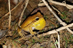 Boana prasina