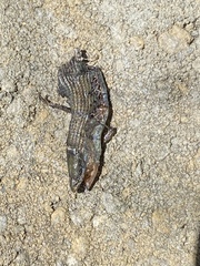 Elgaria multicarinata