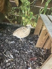 Coturnix japonica