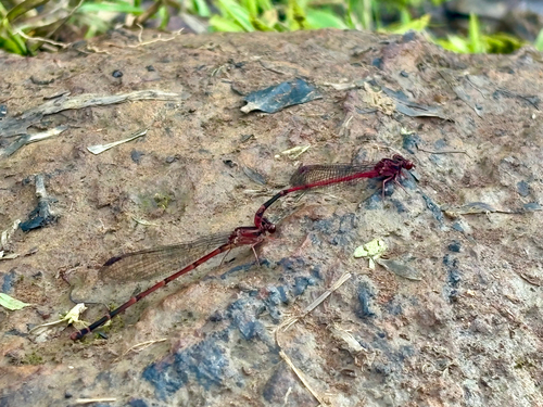 Megalagrion oresitrophum observed 2026-05-29