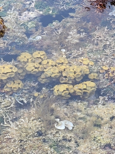 Turbinaria ornata observed 2026-06-14