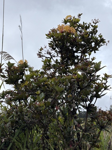 Rhododendron macgregoriae observed 2026-03-26