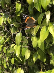 Vanessa atalanta