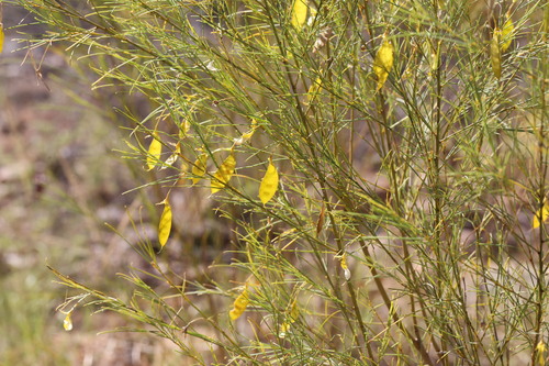 Templetonia hookeri observed 2026-06-15
