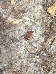 Pseudomethoca simillima