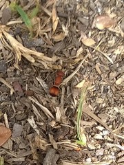 Pseudomethoca simillima