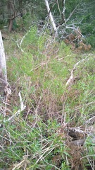 Baccharis angustifolia