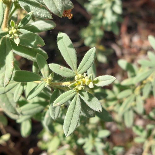 Zieria cytisoides, photograph 3