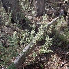 Zieria cytisoides, photograph (c) Ruth Palsson, some rights reserved (CC BY-SA)