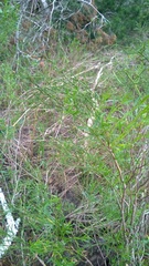 Baccharis angustifolia