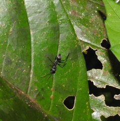 Gigantiops destructor