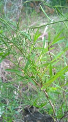 Baccharis angustifolia