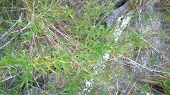 Baccharis angustifolia