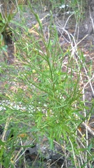 Baccharis angustifolia