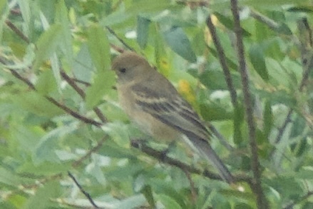 Passerina amoena observed 2026-06-14