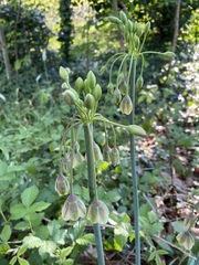 Allium siculum