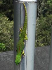Phelsuma quadriocellata