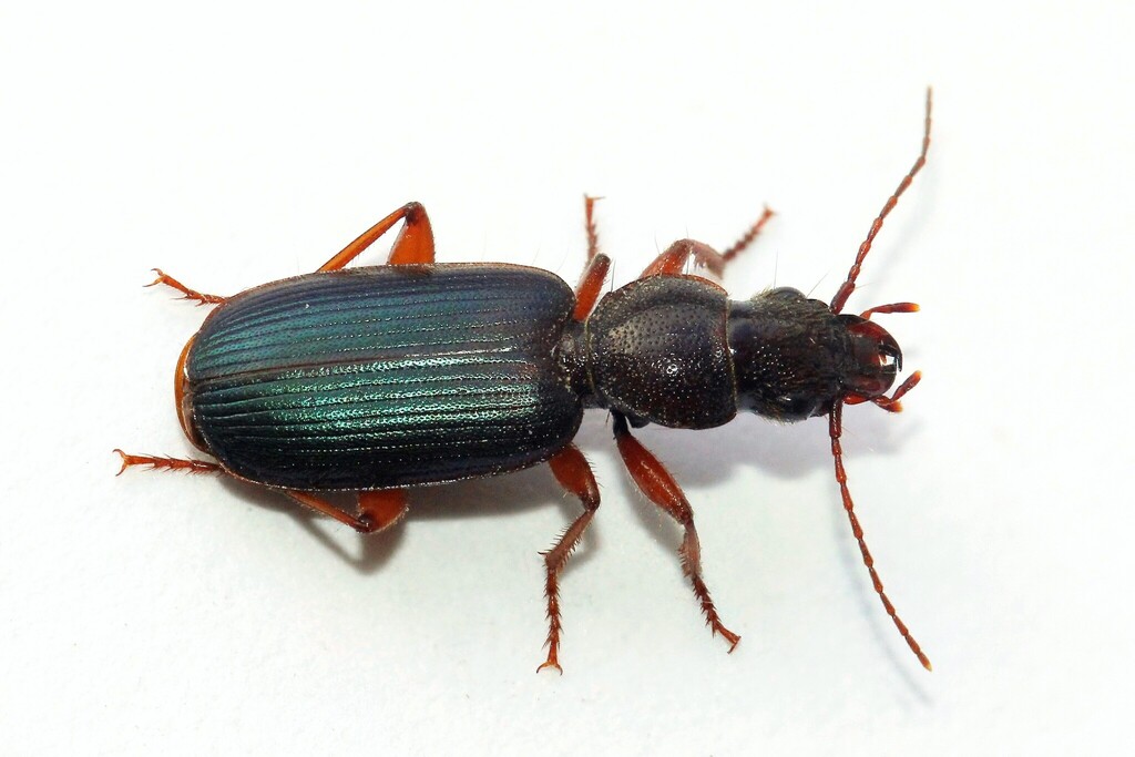 Cymindis miliaris