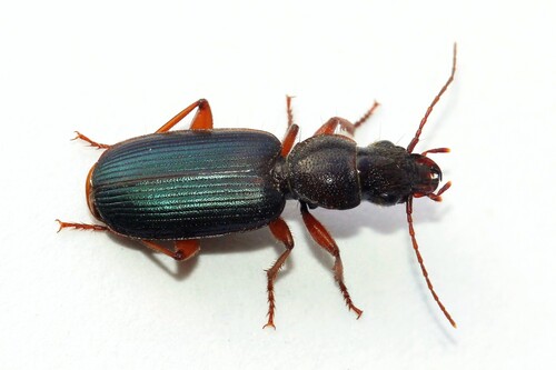 Cymindie piquetée