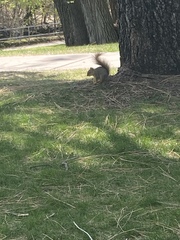 Sciurus niger