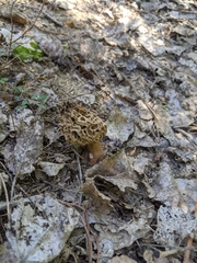 Morchella rufobrunnea