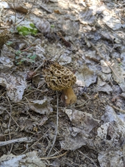 Morchella rufobrunnea